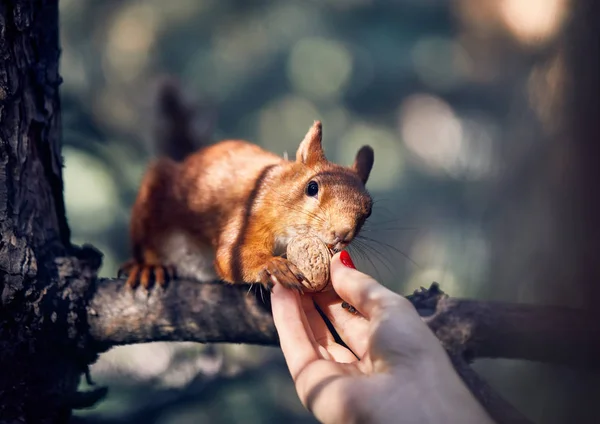 Piękna kobieta, karmienie wiewiórki w lesie — Zdjęcie stockowe