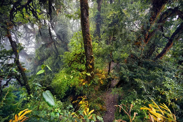 Regenwald im Himalaya — Stockfoto