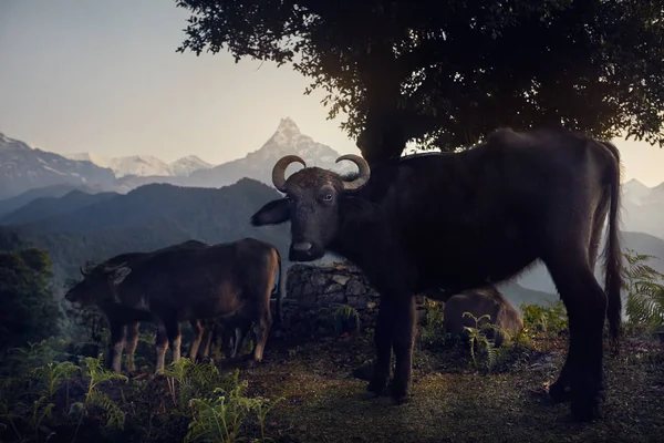 Dzikich bawołów w Himalajach — Zdjęcie stockowe