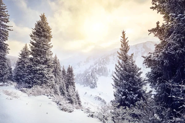 Linda paisagem de inverno — Fotografia de Stock