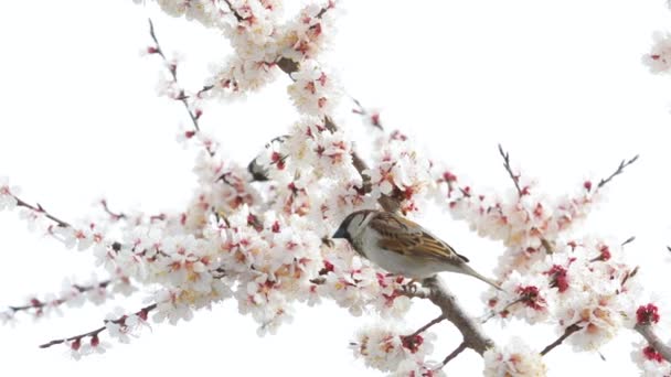 Gorrión en el árbol de primavera de flor — Vídeos de Stock