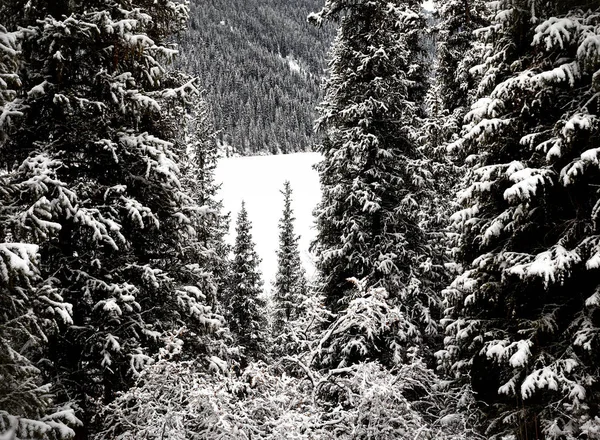 Krajina Zimního Lesa Horského Jezera Kolsay Kazachstánu — Stock fotografie
