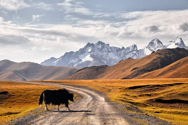 Black Yak Atravessa Estrada Vale Montanhoso Quirguistão Ásia Central — Fotografia de Stock