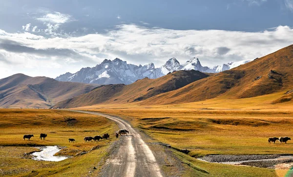 キルギス 中央アジアの山の谷の道を渡るヤクの群れ — ストック写真