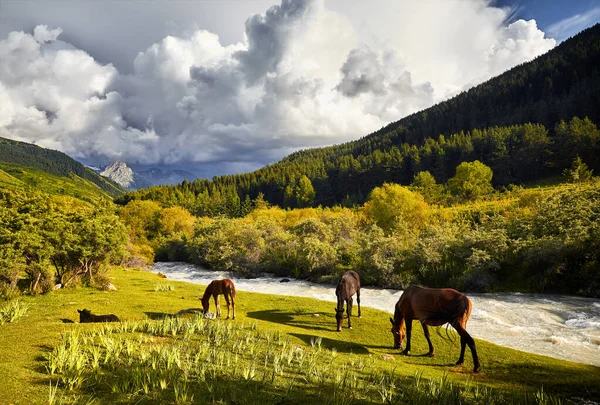 Hjordar Hästar Utfodras Nära Floden Karakol Ravinen Vid Bergen Kirgizistan — Stockfoto