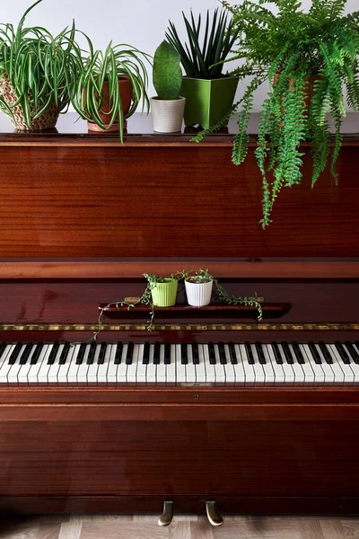 Altes Vintage Piano Mit Verschiedenen Heimischen Grünpflanzen Den Töpfen Raum — Stockfoto