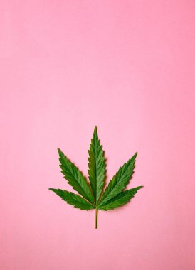 Basit pembe arka planda kenevir yaprağı uzanıyordu. Metnin için boş yer