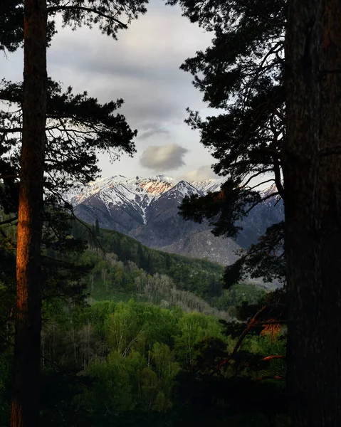 Hermoso Paisaje Montañas Nevadas Cielo Nublado Amanecer Enmarcado Con Pinos —  Fotos de Stock