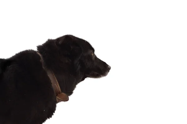 在白色背景上孤立的皮革项圈的小黑狗 — 图库照片