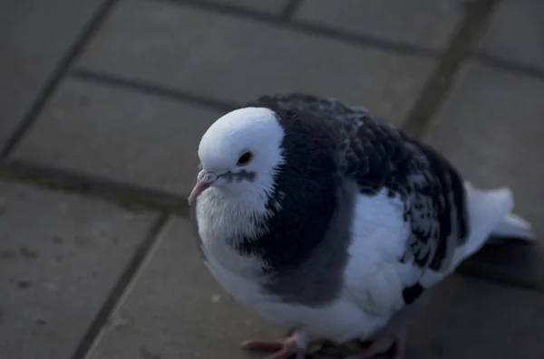 Güvercin siyah beyaz portre — Stok fotoğraf