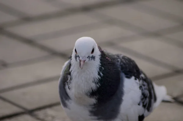 Merpati putih-hitam closeup — Stok Foto