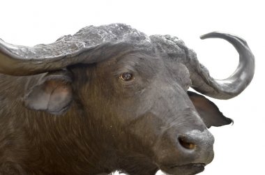 Beyaz bir arka plan üzerinde izole Buffalo