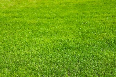 parlak yeşil çim ve Bahçe tüketici ürünleri