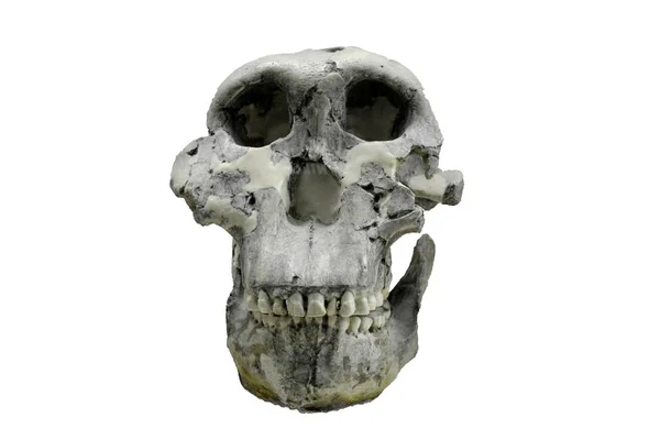 Prehistoric Skull Homo Sapiens — Stock Photo, Image