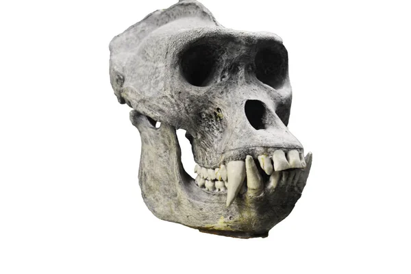 Skull Gorilla — Stock Photo, Image