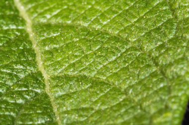 yeşil ağaç yaprağı, macrophoto. altı çizili kabartma