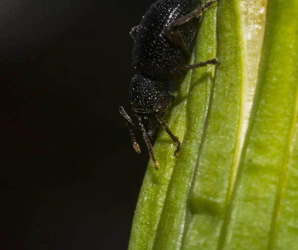 Zwarte Kever Neer Het Groene Gras Macrofotografie Van Dieren Het — Stockfoto