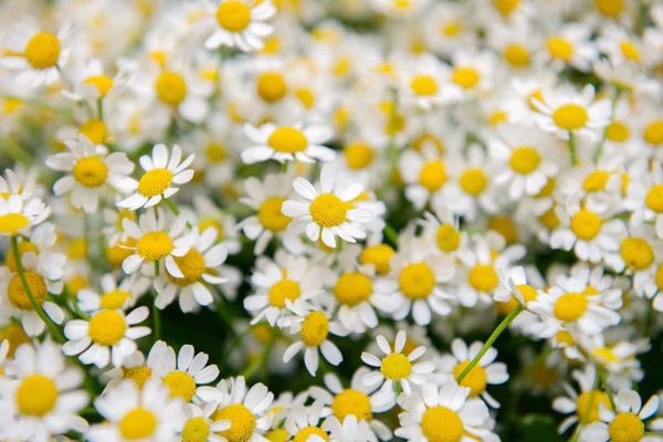 Chamomile Flowers background — Stock Photo, Image