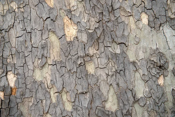 Eucalyptus bark background texture — Stock Photo, Image