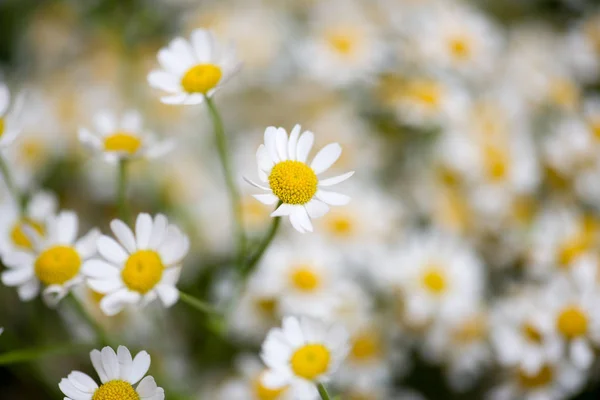 Camomile flowers background — Stock Photo, Image