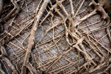 Duvar eski dalları örgülü