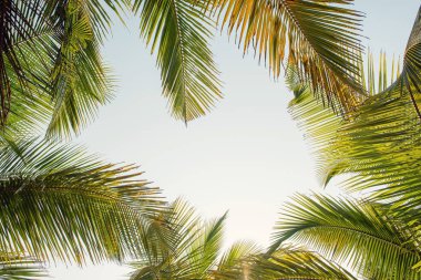 Ağaç seviyesinde, atışa avuç. ağaçlar üst kısımları üzerinde odaklanmak