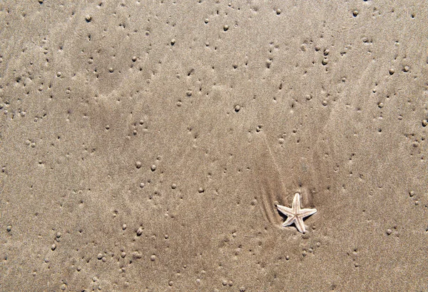 Bakgrunden sjöstjärna på sanden — Stockfoto