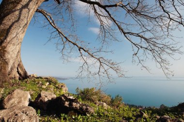 Altından bir büyük ağaç dalları görüntüle