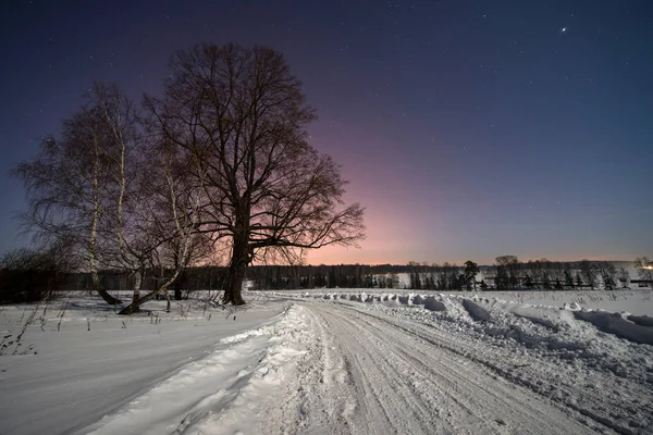 Wielkie drzewo z drogi zimą w nocy — Zdjęcie stockowe