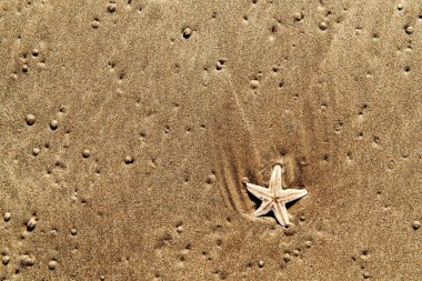 Deniz yıldızı kum arka planda