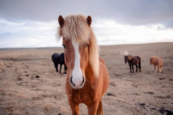 フィールドのアイスランドの馬 — ストック写真