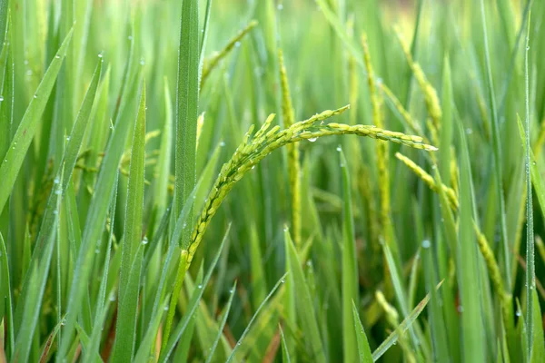 Rijst in veld. achtergrond — Stockfoto