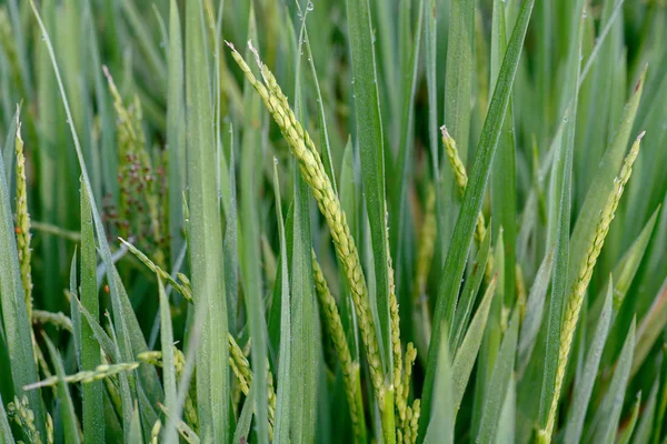 Arroz no campo. contexto — Fotografia de Stock