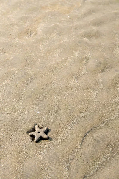 Background starfish on the sand — Stock Photo, Image