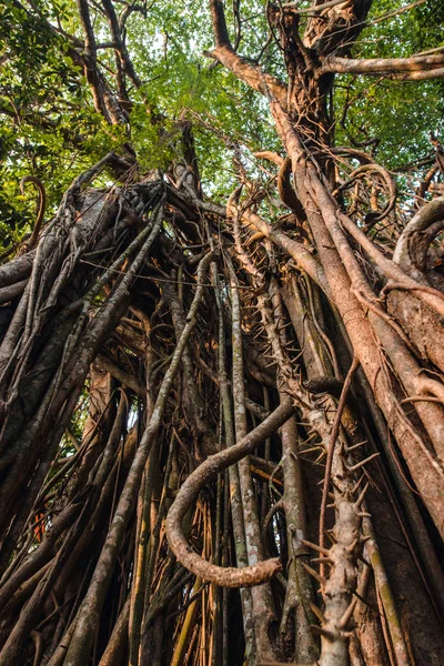 Баньян-дерево в Индии — стоковое фото