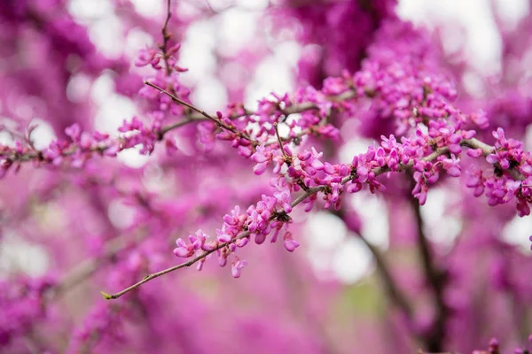 Rosa Baum aus nächster Nähe — Stockfoto