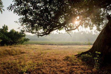 Altından bir büyük ağaç dalları görüntüle