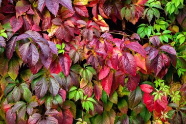 Bir duvar, arka plan üzerinde kırmızı sonbahar yaprakları