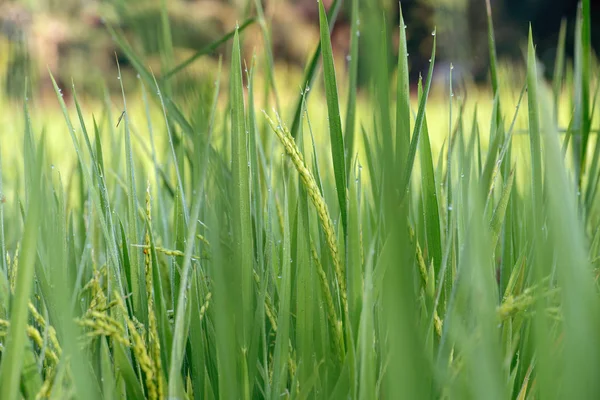 Rice on field. — Stock Photo, Image