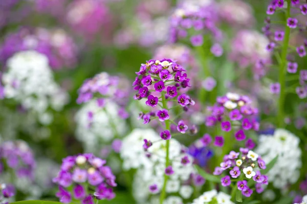 Alyssum Flowers как фон — стоковое фото