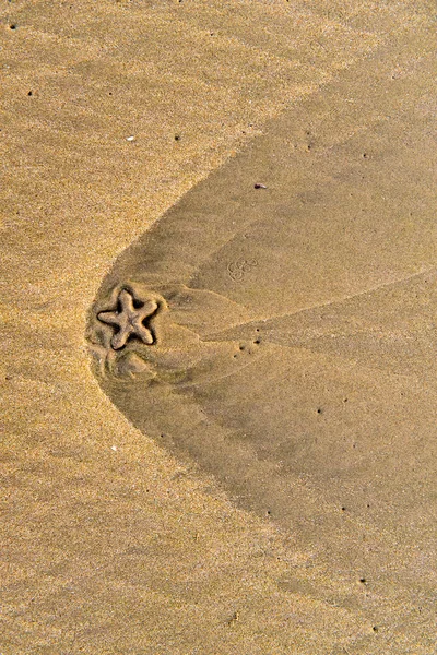 Морская звезда на песке — стоковое фото