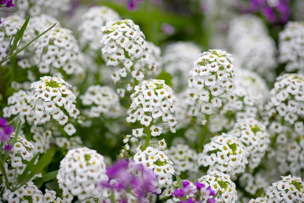 Krásné květiny Alyssum pozadí — Stock fotografie