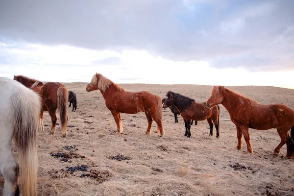 Hermosos caballos de hielo, Islandia — Foto de Stock