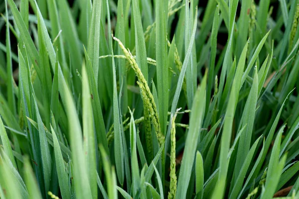 Campo de arroz en la India — Foto de Stock