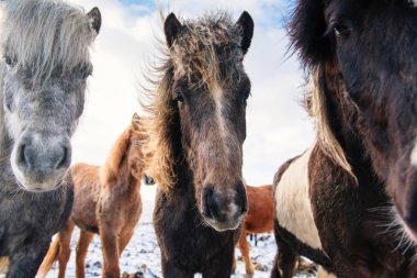 Kışın, İzlanda güzel İzlandalı atlar