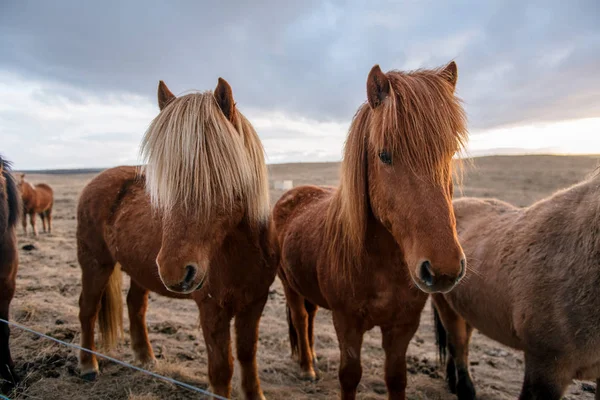 冬には、アイスランドの美しいアイスランドの馬 — ストック写真