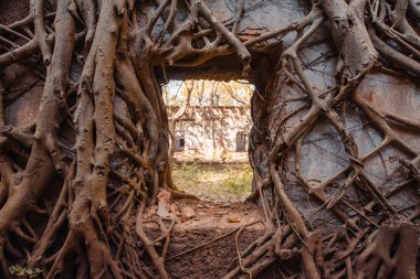 Pencere dalları ile büyümüş. Redi Kalesi (Yashwantgad Fort). Hindistan, Maharashtra.