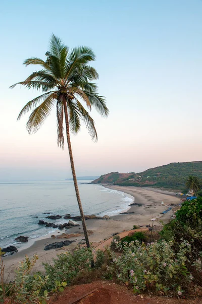 palmiye ağacından günbatımı