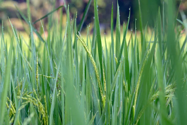 Hindistan'da pirinç alan