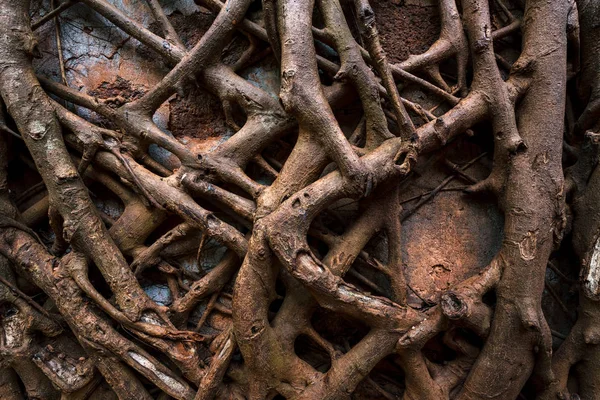 Background of branches. Redi fort (Yashwantgad Fort). India, Maharashtra. — Stock Photo, Image